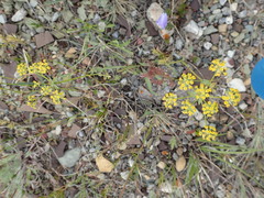 Bupleurum americanum