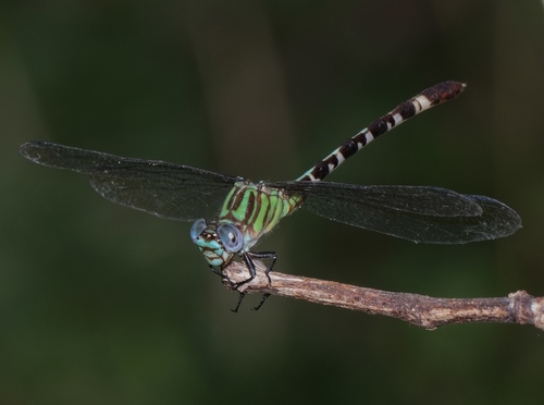 Blue-faced Ringtail photo 4