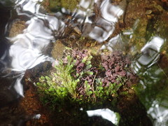 Peltigera hydrothyria