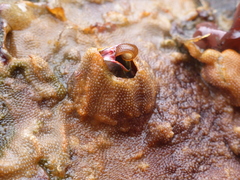 Cryptosula pallasiana