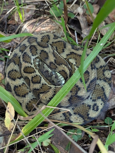 Coastal Carpet Python sighting