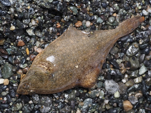 English sole (Parophrys vetulus) — Pleuronectidae — 3