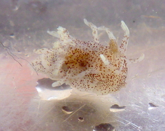 Okenia plana