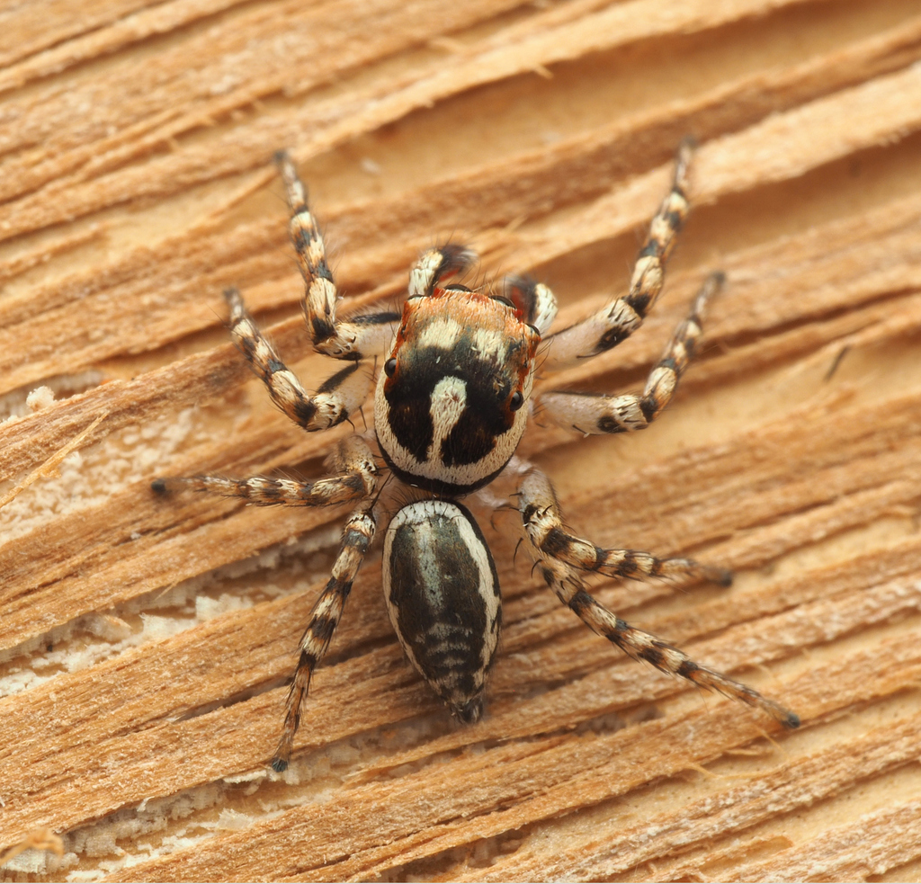 Cytaea mitellata