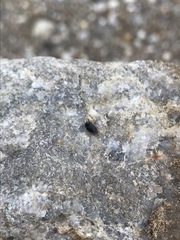 Simplocaria