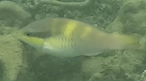 Darkcap Parrotfish — seen at this dive site