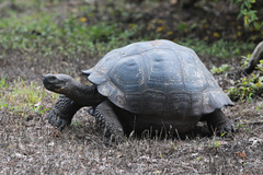 Charles Island Giant Tortoise photo 5