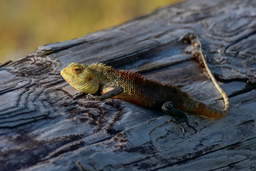 Calotes versicolor observed 2023-08-01