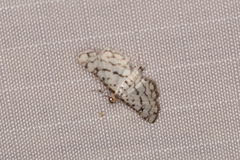 Hileithia rehamalis