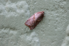 Acleris maccana