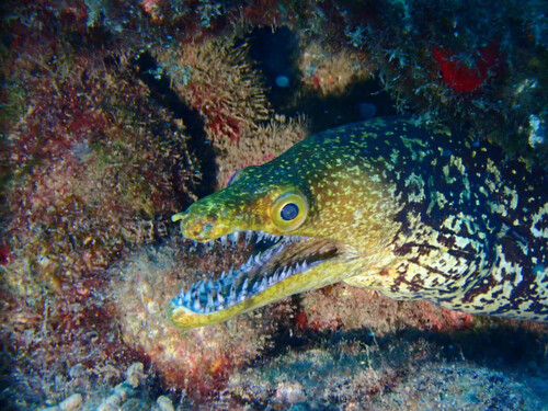 Fangtooth moray (Enchelycore anatina) — Muraenidae — 3