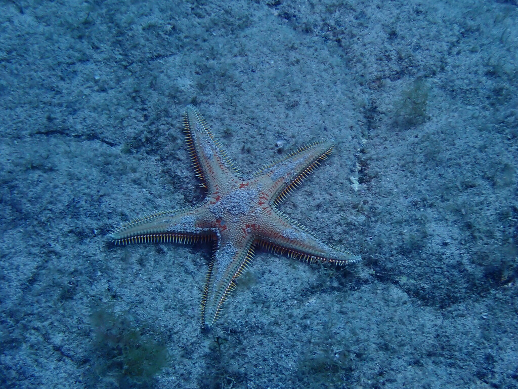 Astropecten orange