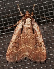 Eueretagrotis attentus