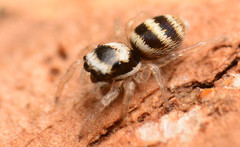 Salticus austinensis