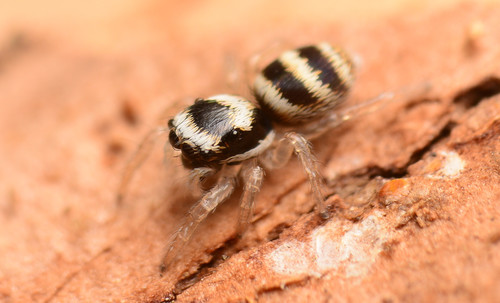 Salticus austinensis