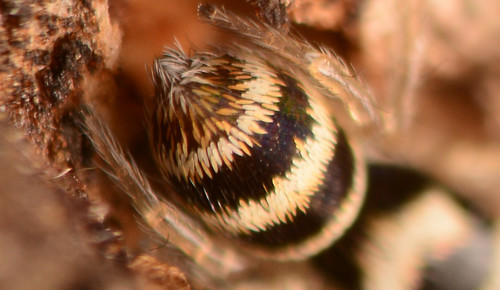 Salticus austinensis