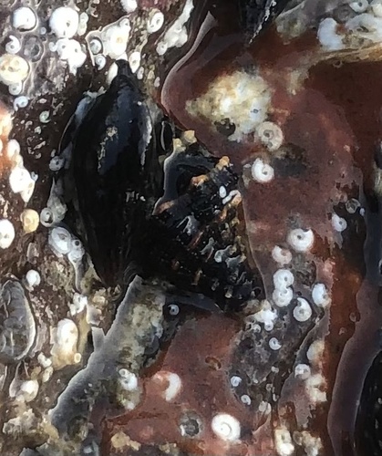 Anachis nigrofusca observed 2024-12-16