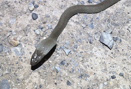 Mulga Snake sighting