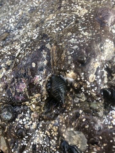 Anachis nigrofusca observed 2024-12-16