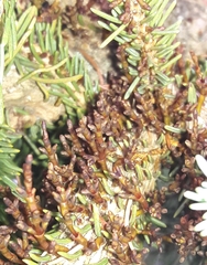 Arceuthobium pusillum