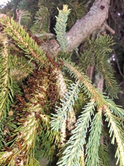 Arceuthobium pusillum