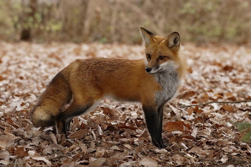 Red Fox photographed in Kentucky