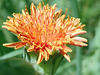 Orange Agoseris - Photo (c) darinfurry, some rights reserved (CC BY-NC), uploaded by darinfurry