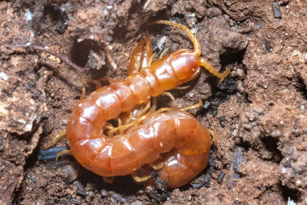 Theatops spinicaudus