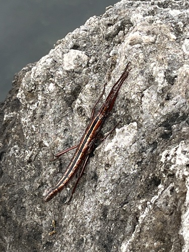 Two-striped walkingstick