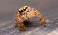 Phidippus princeps
