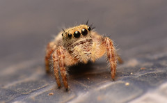 Phidippus princeps