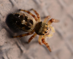 Phidippus princeps