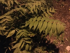 Ailanthus altissima