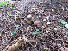 Myriostoma coliforme