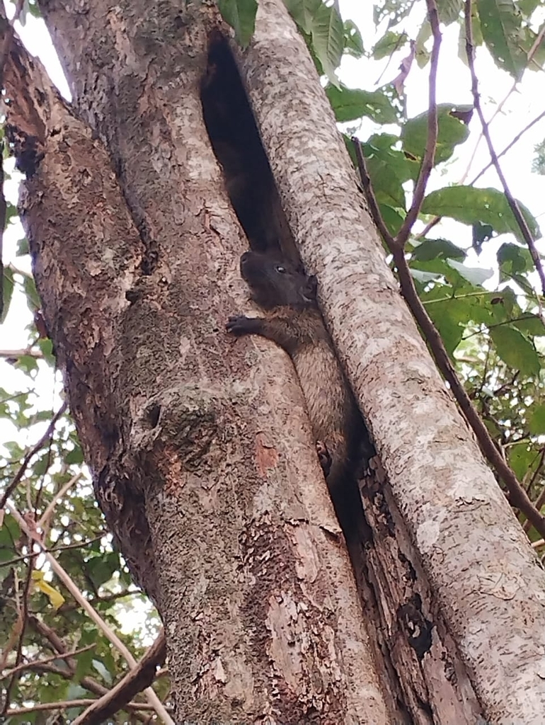 Giant Armored Tree-rat