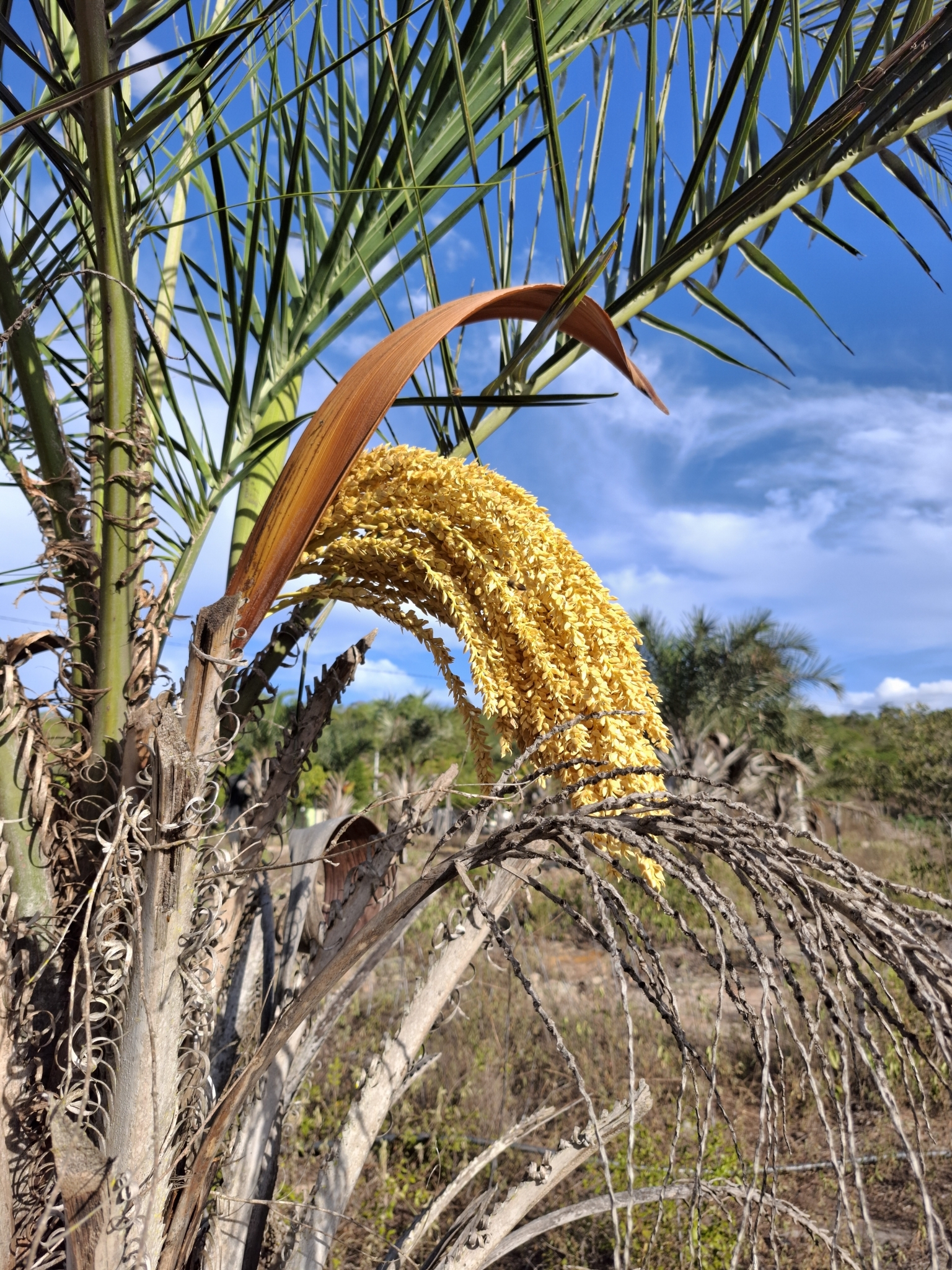 Imagem de Licuri ou Ouricuri