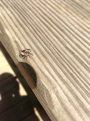 Paraphidippus aurantius