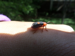 Coelomera bipustulata