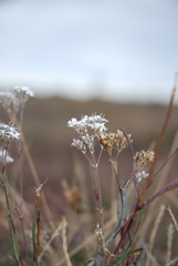 Gypsophila fastigiata