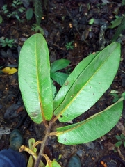 Virola chrysocarpa image