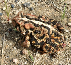 Anaxyrus americanus copei