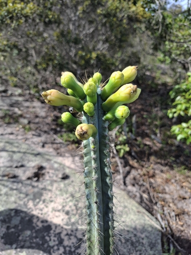 Image of Pilosocereus pentaedrophorus by no rights reserved