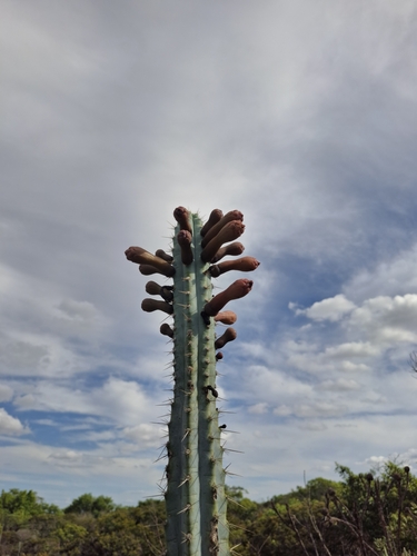 Image of Pilosocereus pentaedrophorus by no rights reserved