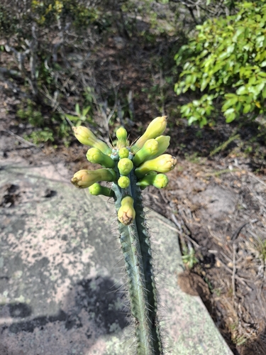Image of Facheiro (Pilosocereus pentaedrophorus) by no rights reserved