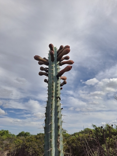 Image of Facheiro (Pilosocereus pentaedrophorus) by no rights reserved