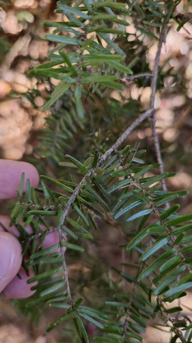 Image of Tsuga caroliniana by no rights reserved