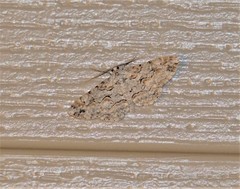 Iridopsis larvaria