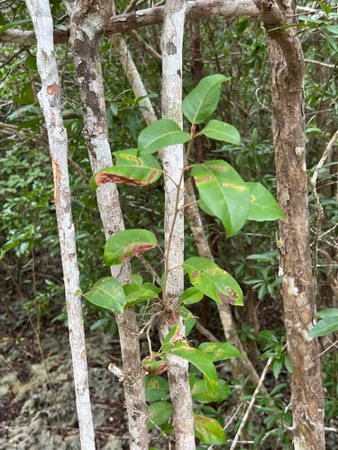 Croton nitens, photograph 3
