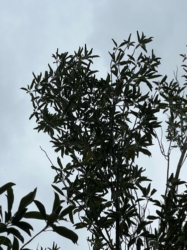 Ironwood (Chionanthus caymanensis)