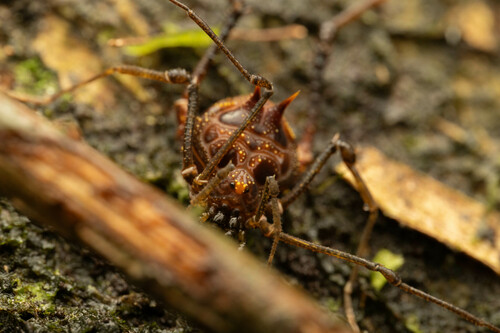 Huasampillia albipustulata